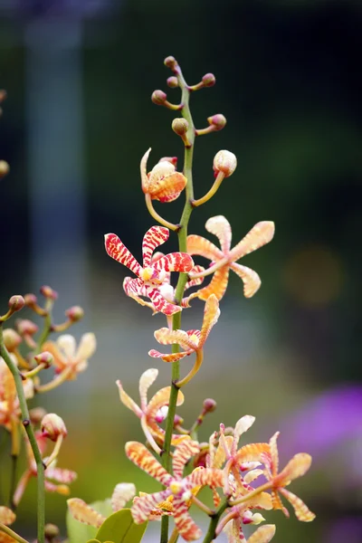Paradise fjärilar. orkidéer i borneo. — Stockfoto