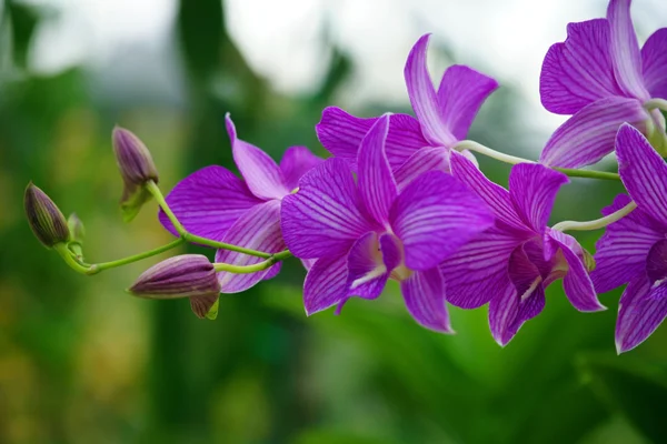 Paradise pillangók. orchideák Borneó. — Stock Fotó