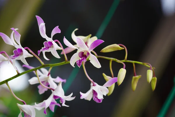 Farfalle del Paradiso. Orchidee del Borneo . — Foto Stock