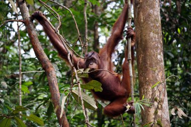 orangutanlar. Borneo