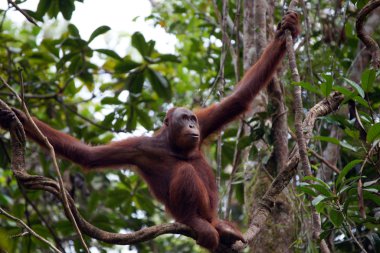 Orangutans. Borneo clipart