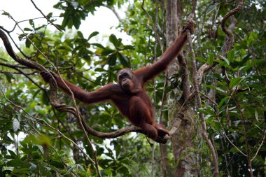 orangutanlar. Borneo