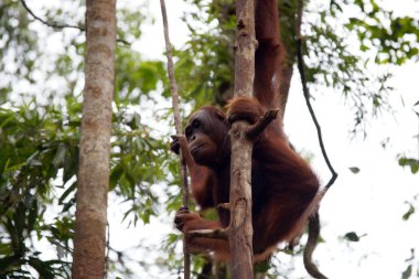 orangutanlar. Borneo