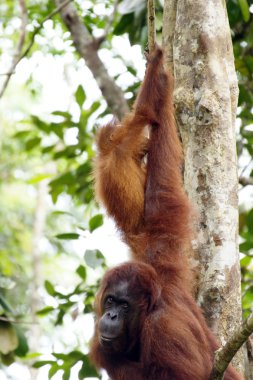 orangutanlar. Borneo