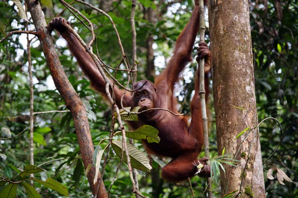 Orang-oetans. Borneo — Stockfoto