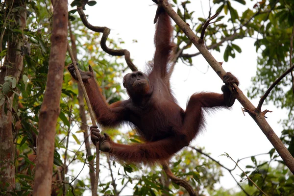 Orangutanos. Bornéu — Fotografia de Stock