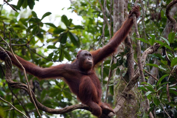 Orangutans. Borneo — Stock Photo, Image