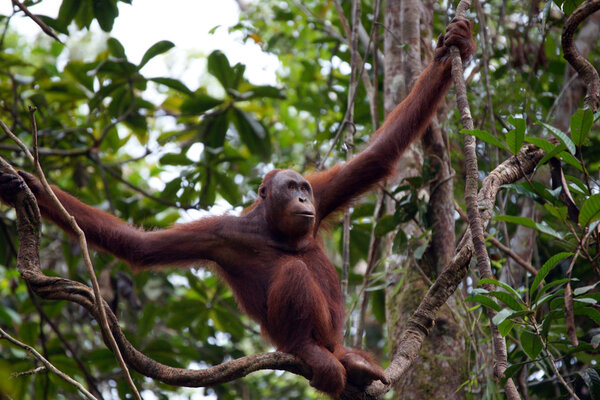 Orangutans. Borneo
