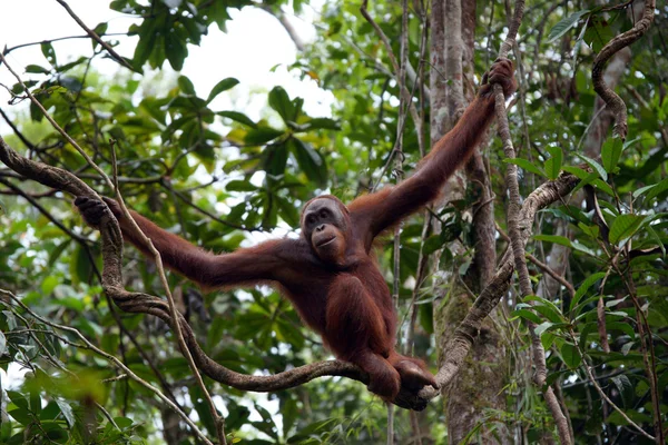 Orangutanger. Borneo - Stock-foto
