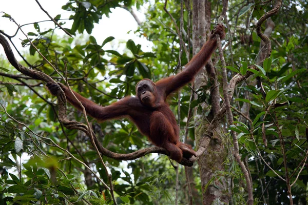 Orangutany. Borneo — Zdjęcie stockowe