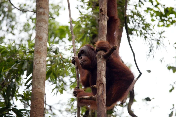 Orang-oetans. Borneo — Stockfoto