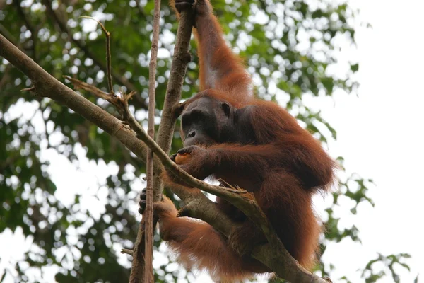 Orangutani. Borneo — Stock fotografie