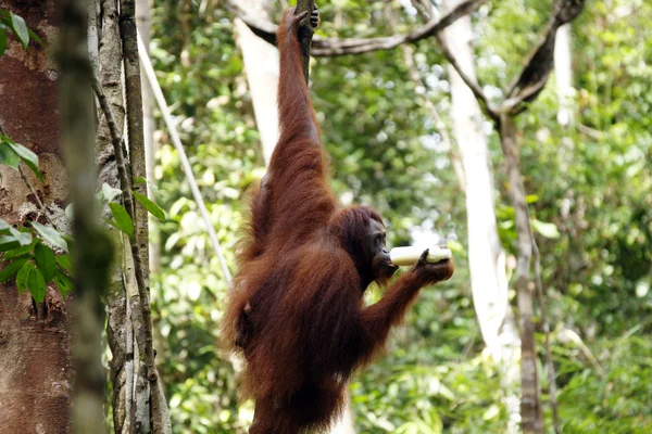 orangutanlar. Borneo