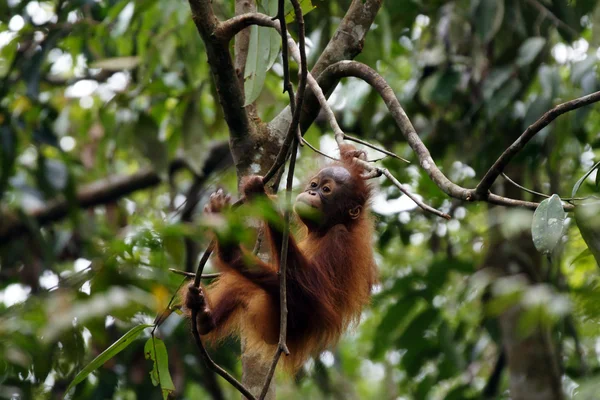 Orangutany. Borneo — Zdjęcie stockowe