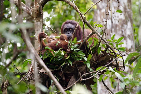Орангутангів. Борнео — стокове фото