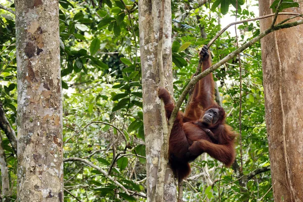Orangutanos. Bornéu — Fotografia de Stock