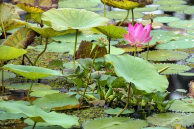 cennet lotus. Borneo çiçekler.