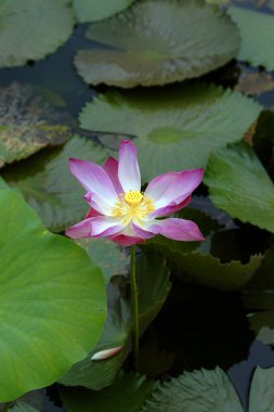 cennet lotus. Borneo çiçekler.