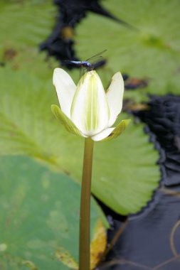 cennet lotus. Borneo çiçekler.