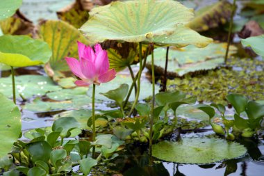 cennet lotus. Borneo çiçekler.