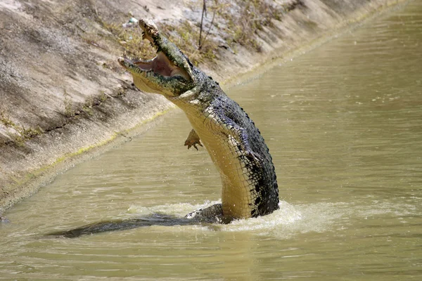 Крокодил. Борнео — стокове фото