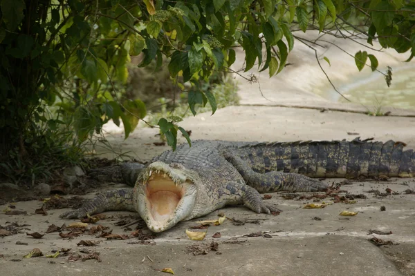 stock image Crocodile. Borneo