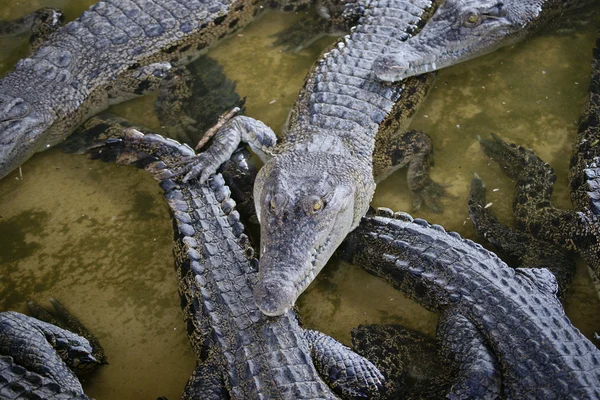 鳄鱼。婆罗洲 — 图库照片