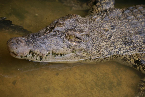 鳄鱼。婆罗洲 — 图库照片