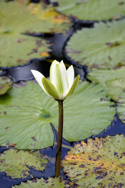 Paradise Lotus. Flowers of Borneo. — Stock Photo, Image
