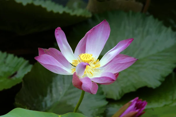 Paradise Lotus. Flores de Bornéu . — Fotografia de Stock