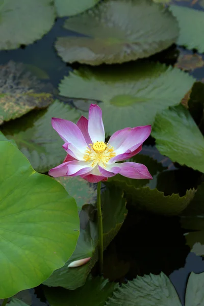 Stock image Paradise Lotus. Flowers of Borneo.