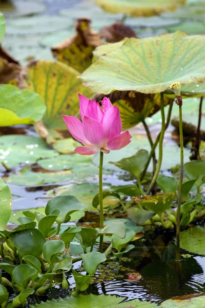 stock image Paradise Lotus. Flowers of Borneo.