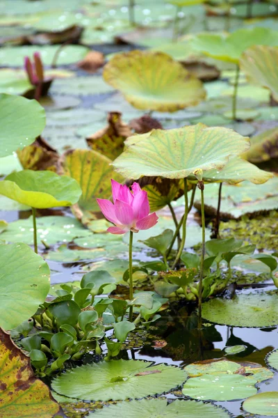 Paradise lotus. blommor i borneo. — Stockfoto