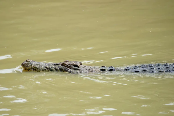 Krokodyl. Borneo Zdjęcie Stockowe