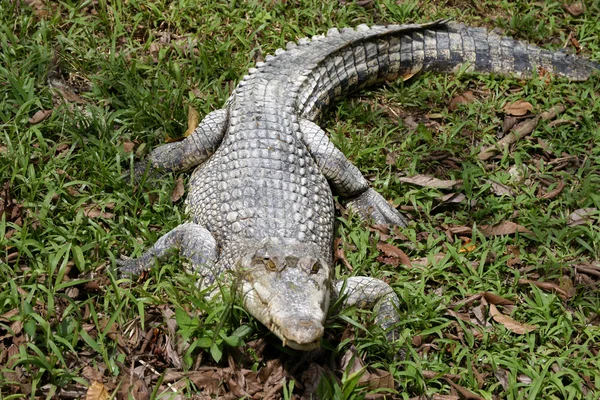 Krokodyl. Borneo Obrazek Stockowy