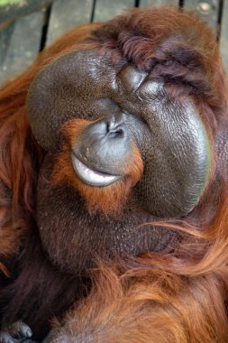 büyük patron. orangutan. Borneo