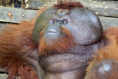 büyük patron. orangutan. Borneo