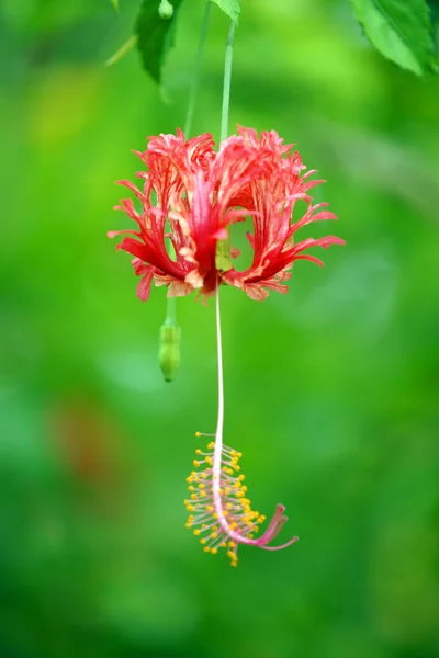 Paradise butterflies. Hibiscus of Borneo. — Stock Photo, Image