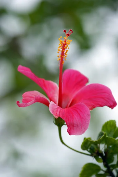 Borboletas do paraíso. Hibisco de Bornéu . — Fotografia de Stock