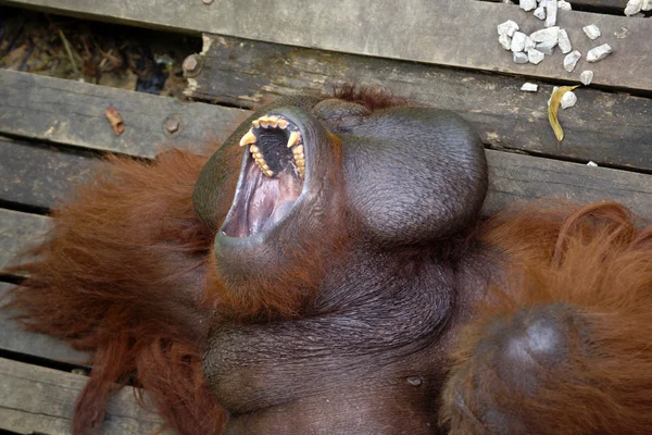 大老板。红毛猩猩。婆罗洲 — 图库照片