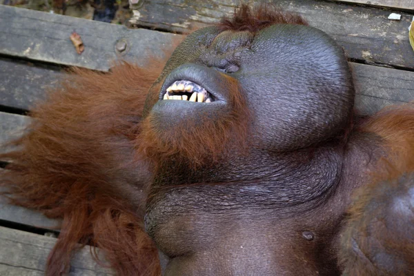 Big boss. orangutang. Borneo — Stockfoto