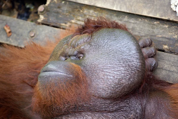 Velký šéf. orangutan. Borneo — Stock fotografie