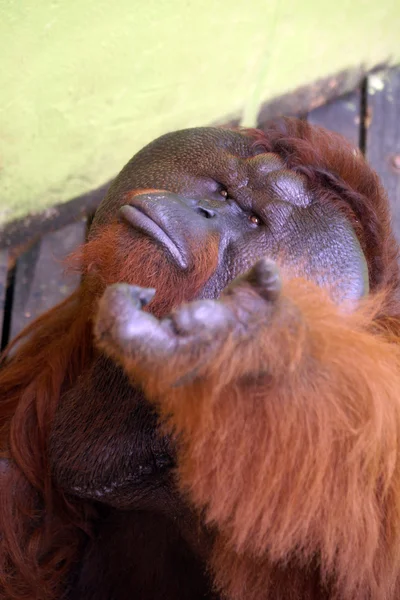Big Boss. Orangutan. Borneo — Stock Photo, Image