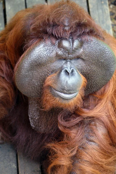 Big Boss. Orangotango. Bornéu — Fotografia de Stock