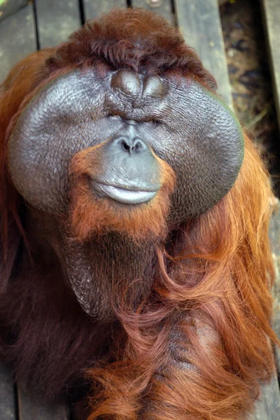 Wielki szef. Orangutan. Borneo — Zdjęcie stockowe