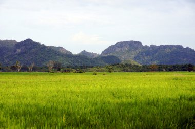pirinç tarlaları arasında ada langkavi dağlardaki bir vadide.
