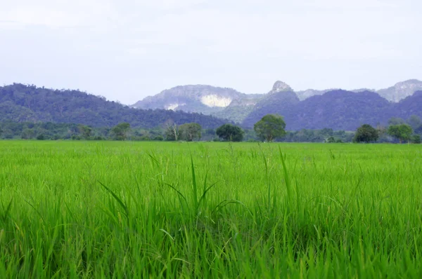 Turning Green Rice Fields Valley Mountains Middle Island Langkavi — Stock Photo, Image