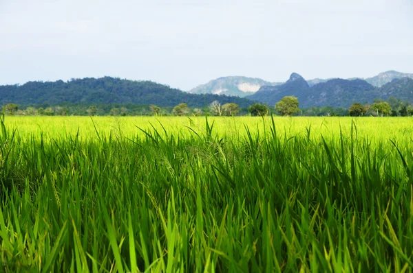 Rice fields in a valley among mountains on island Langkavi. — Stock Photo, Image