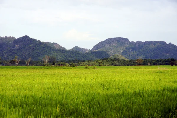 Campos de arroz em um vale entre montanhas na ilha Langkavi . — Fotografia de Stock