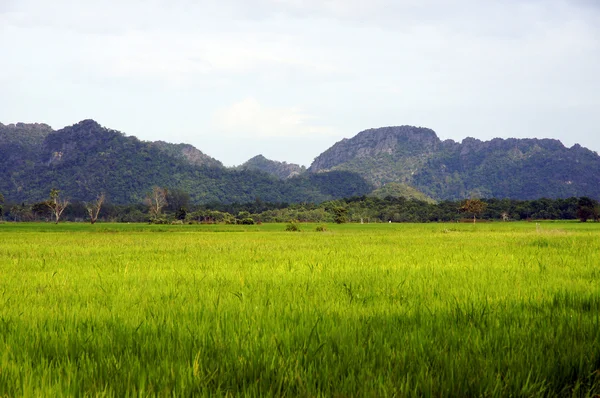 Rice fields in a valley among mountains on island Langkavi. — Stock Photo, Image